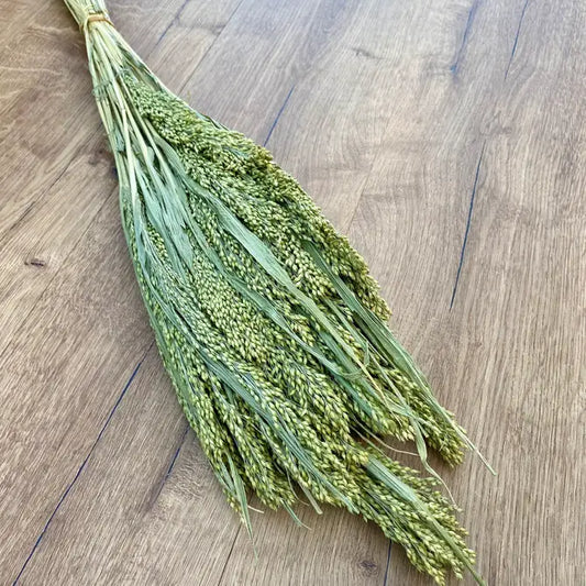 Dried Canary Grass