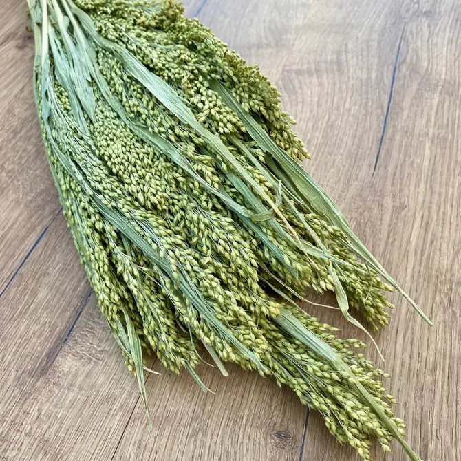 Dried Canary Grass