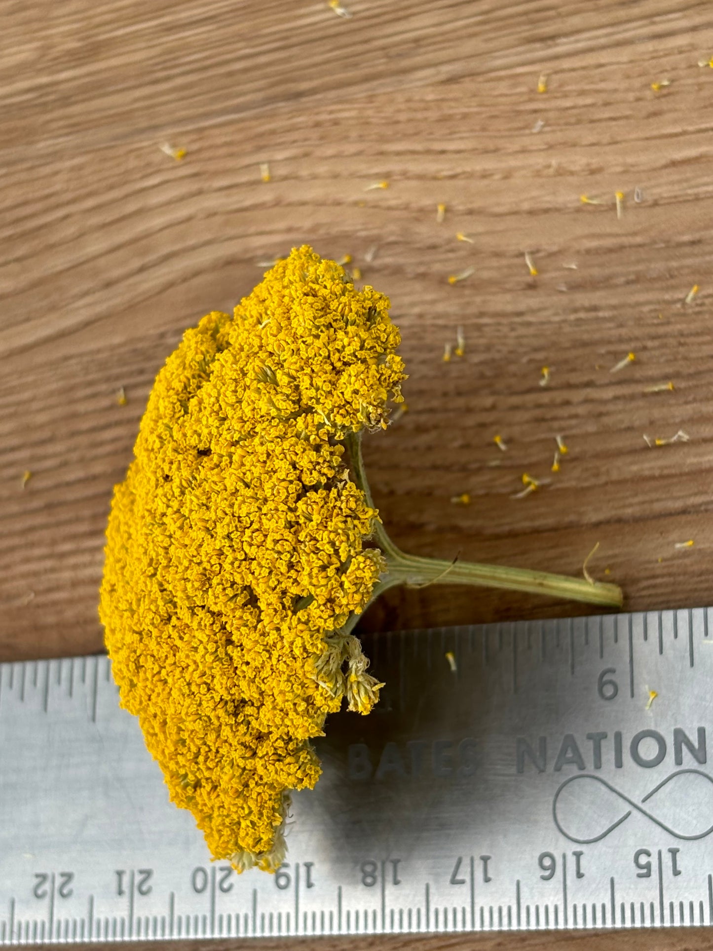 Dried Yarrow (12 Stem)