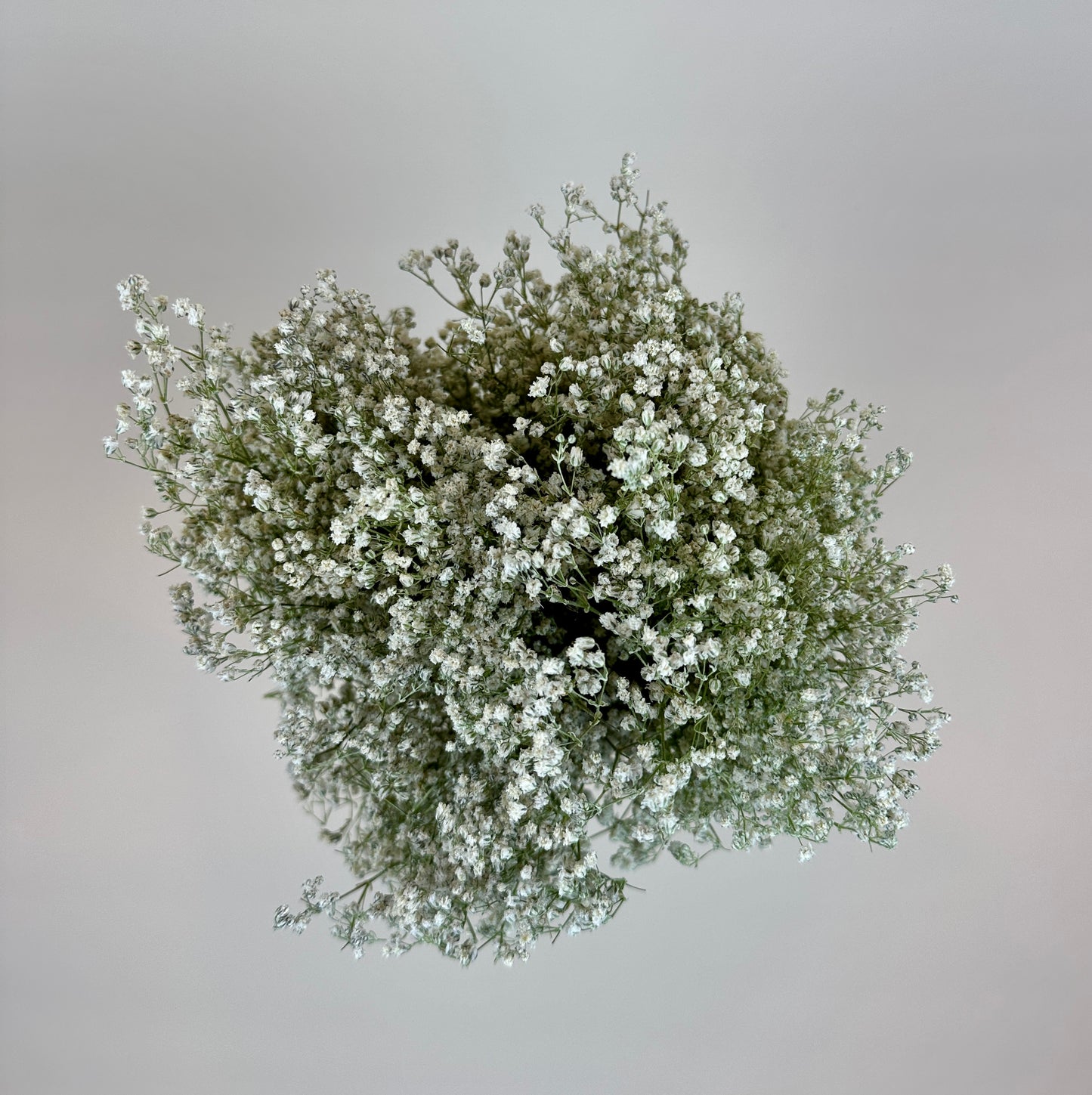 Dried Baby’s Breath (Gypsophillia)