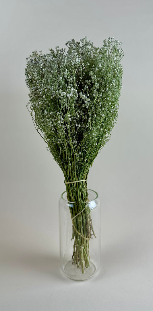 Dried Baby’s Breath (Gypsophillia)