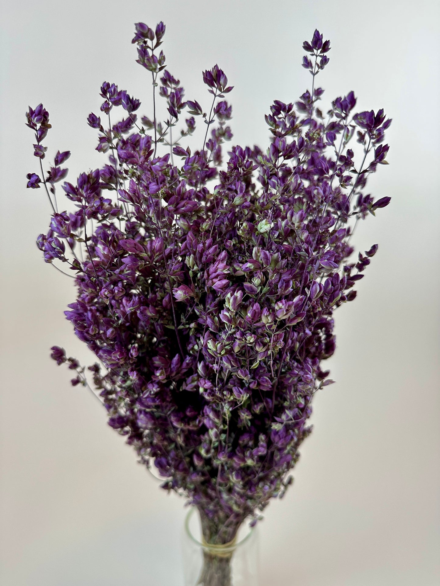 Dried Oregano (Santa Cruz)