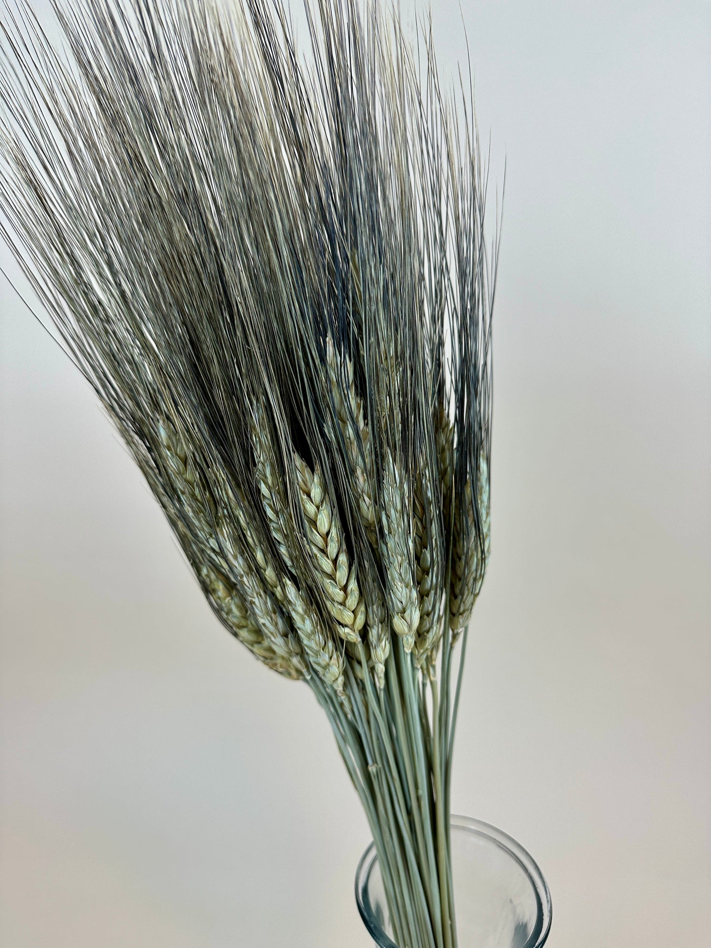 Dried Black Bearded Wheat