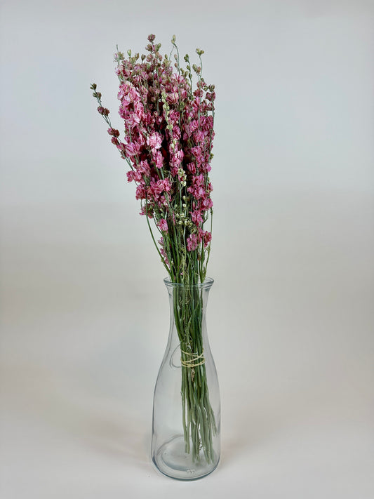 Dried Larkspur (Carmine Pink)