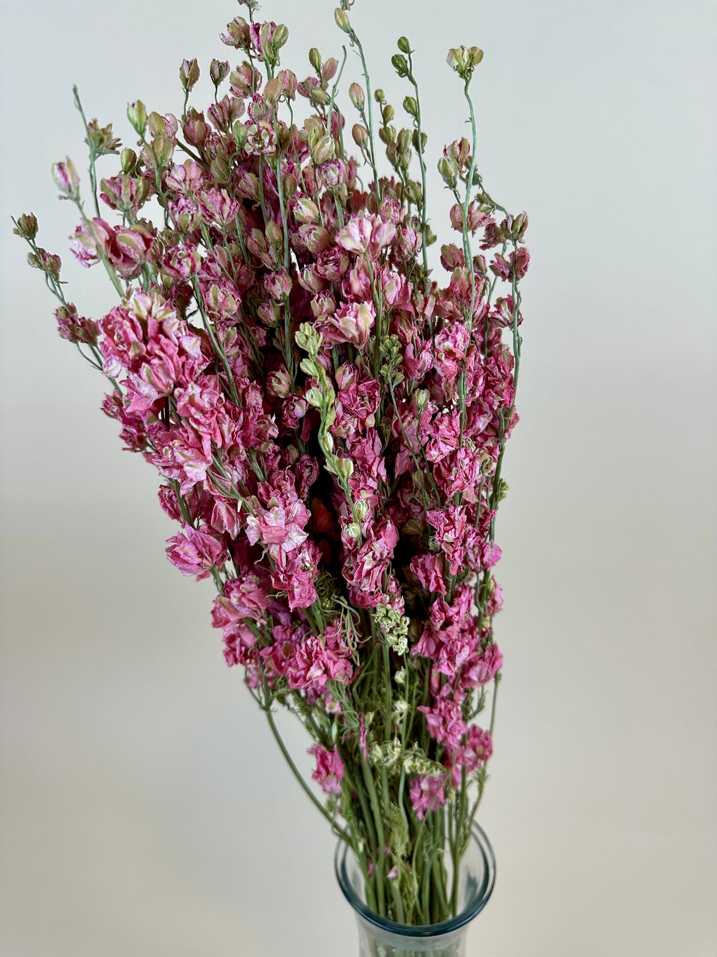 Dried Larkspur (Carmine Pink)