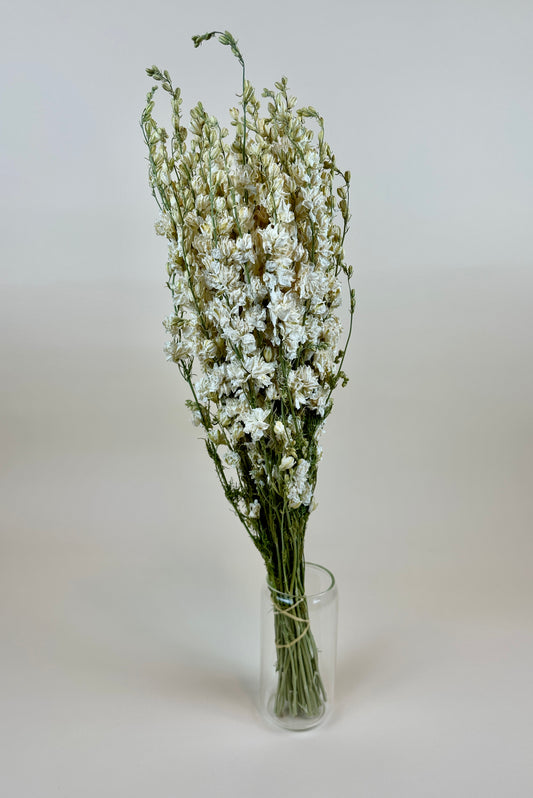 Dried Larkspur (White)