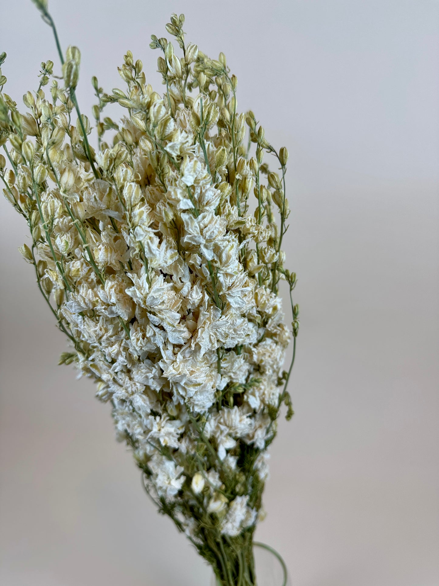 Dried Larkspur (White)