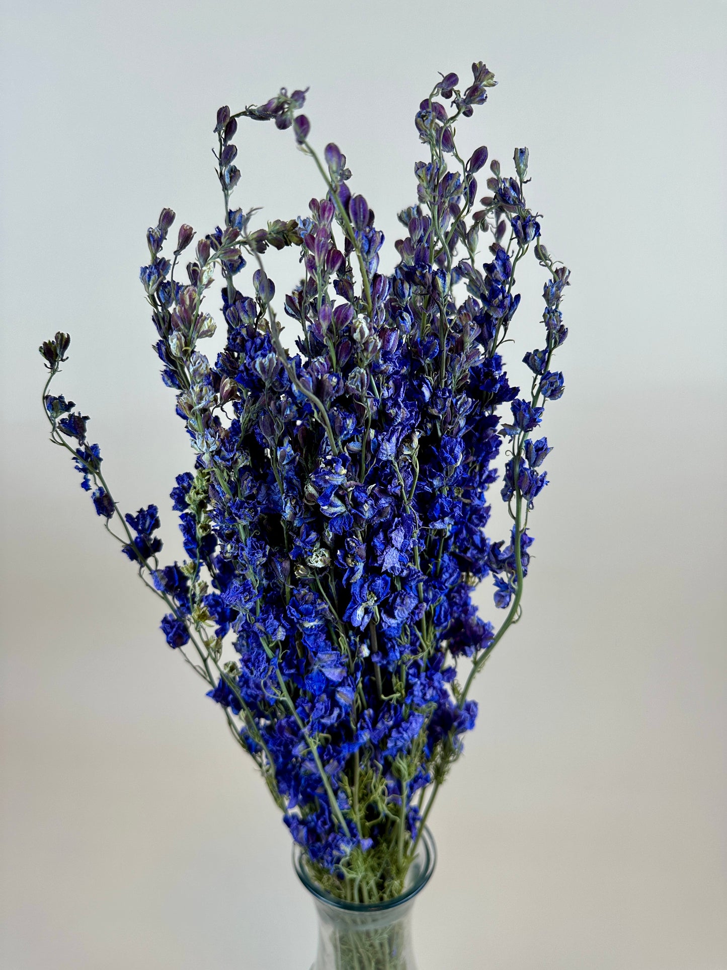 Dried Larkspur (Lilac)