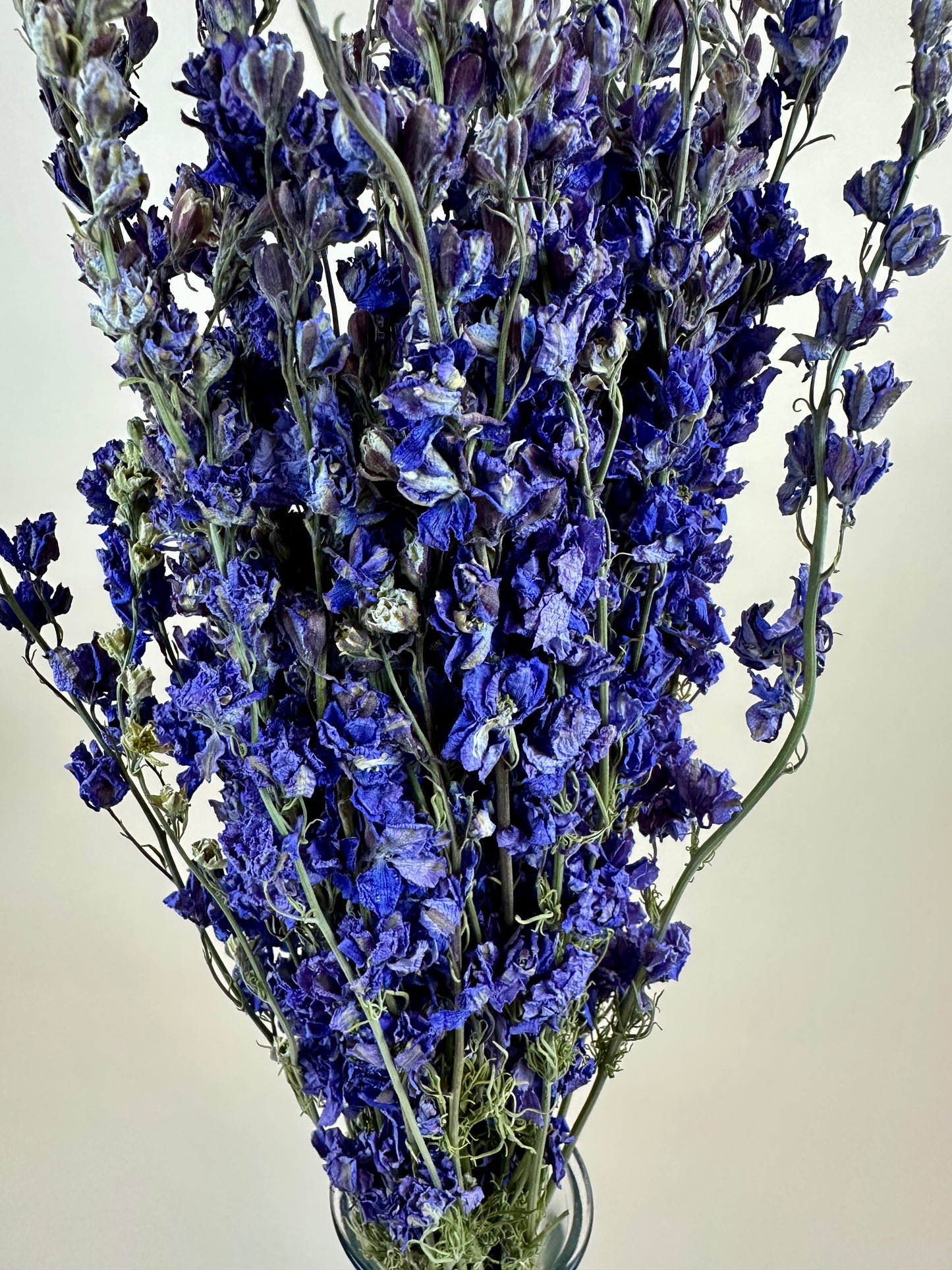 Dried Larkspur (Lilac)