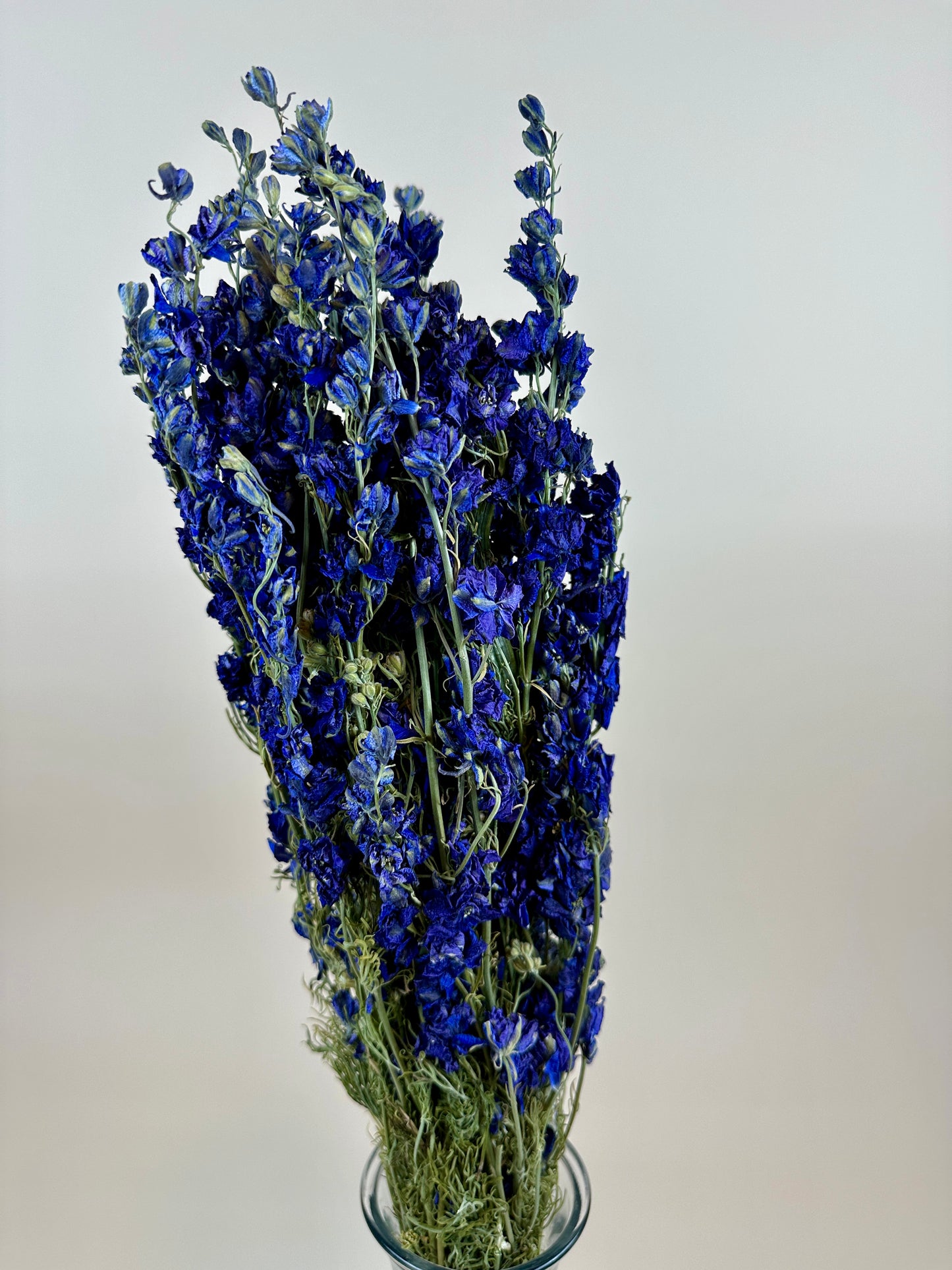 Dried Larkspur (Dark Blue)