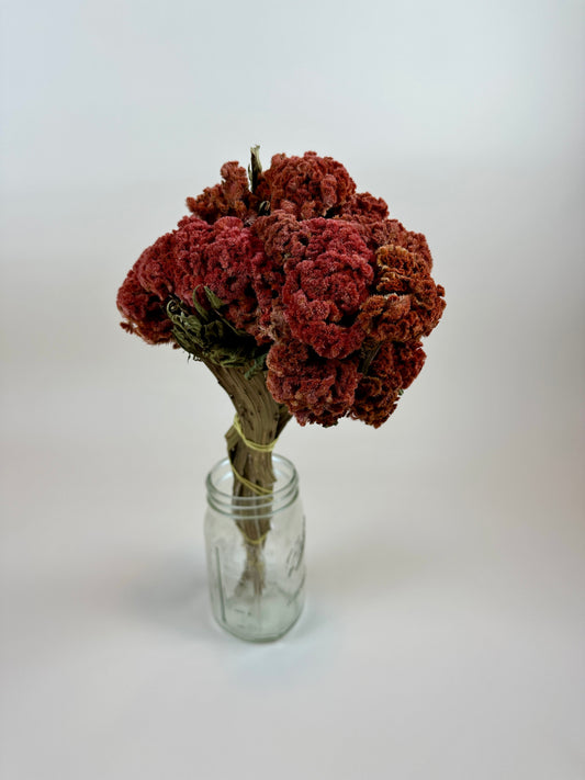 Dried Coxcomb (Celosia) -  Autumn