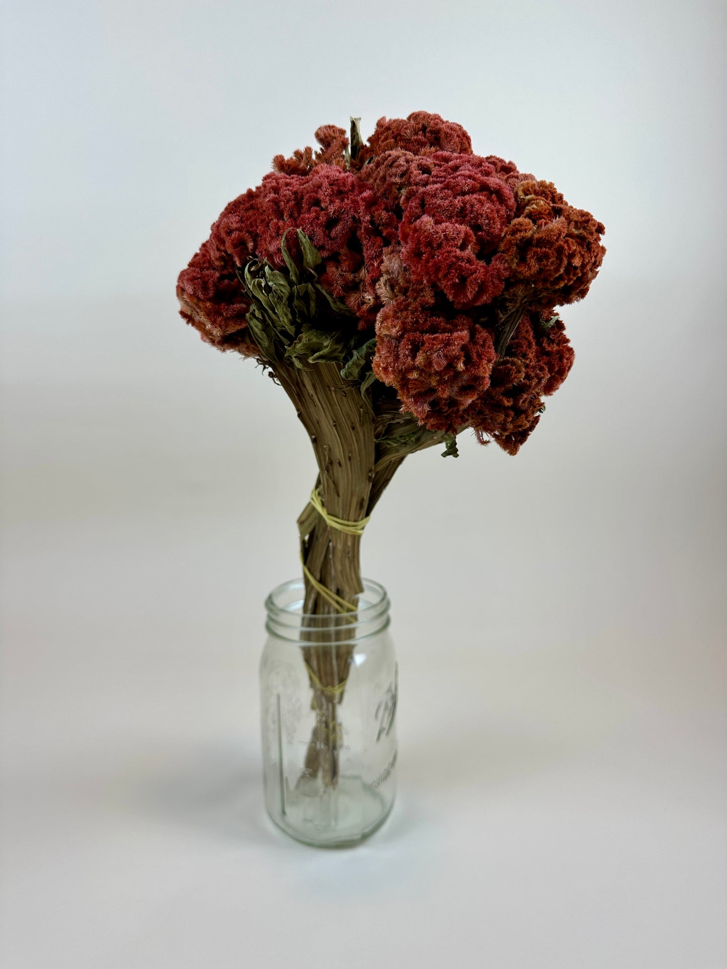 Dried Coxcomb (Celosia) -  Autumn