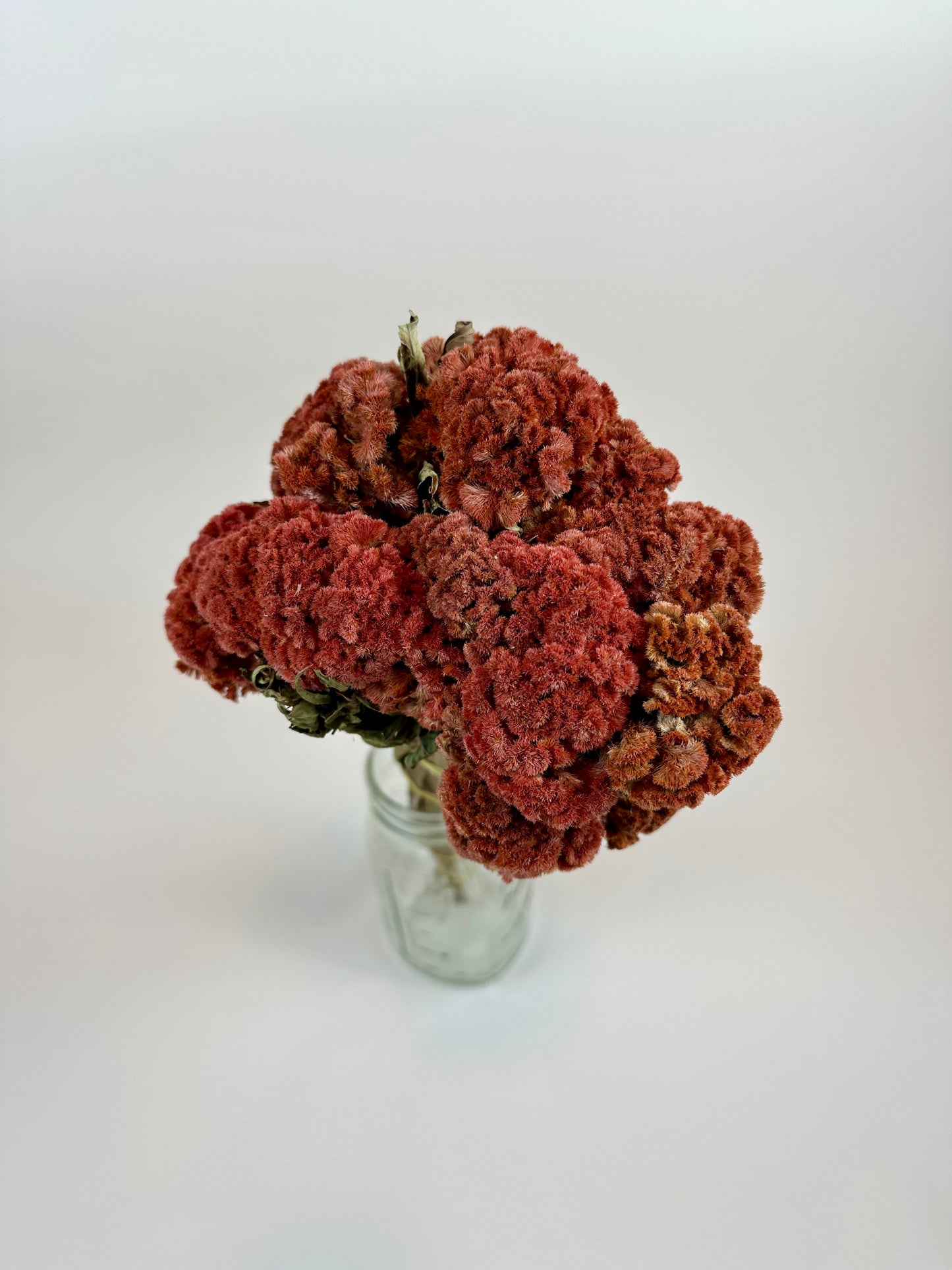 Dried Coxcomb (Celosia) -  Autumn