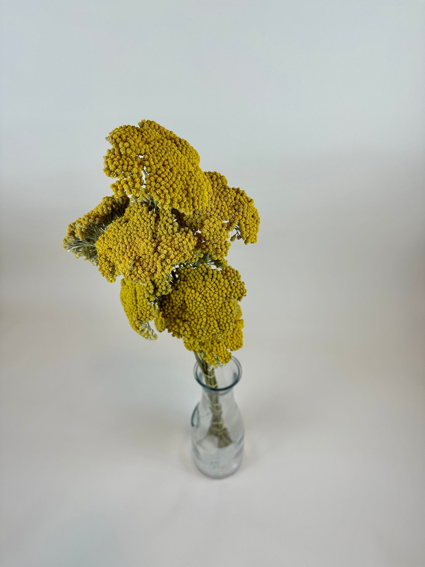 Dried Yarrow (12 Stem)