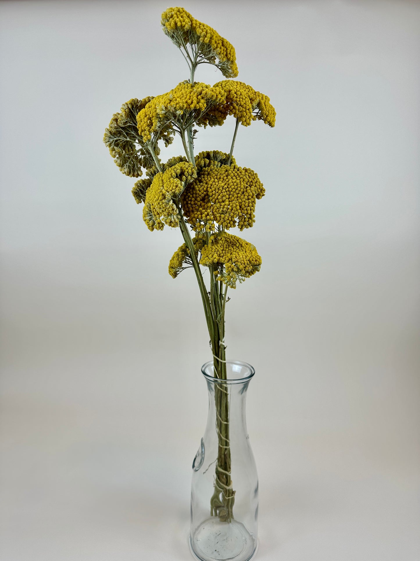 Dried Yarrow (12 Stem)