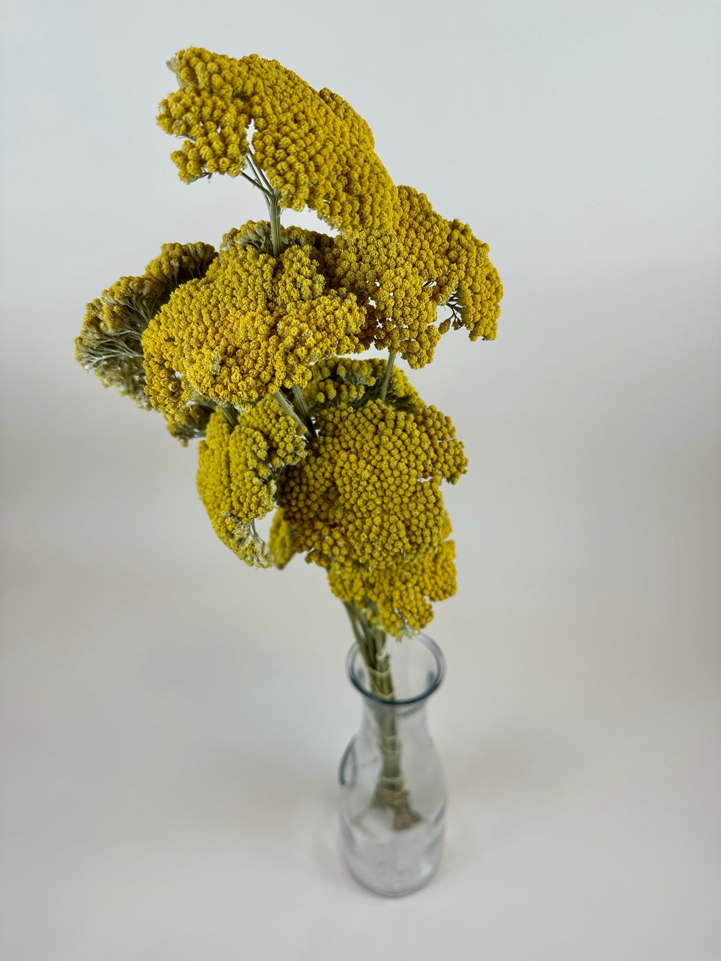 Dried Yarrow (12 Stem)