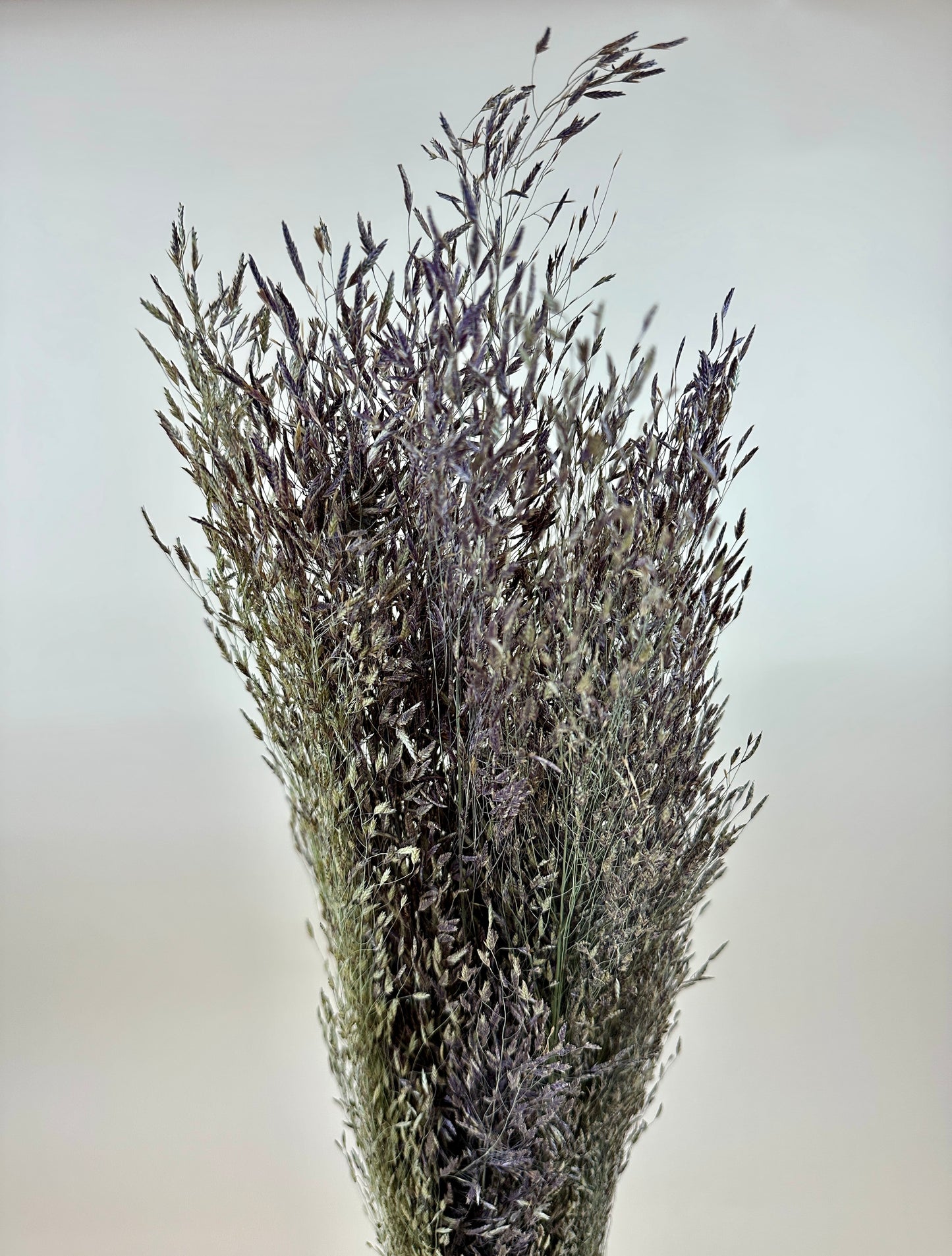 Dried Ruby Silk Grass