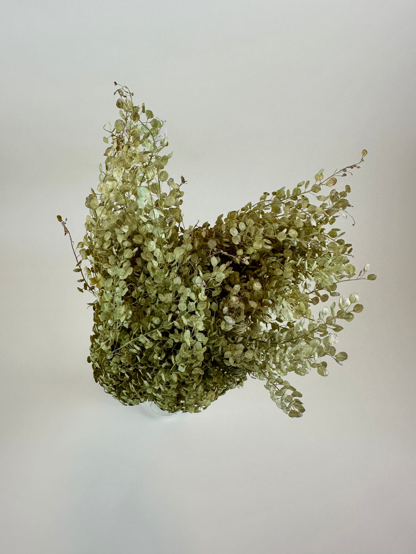 Dried Lepidium (Pepper Grass)