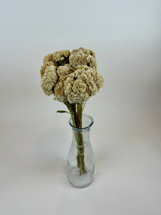 Dried Coxcomb (Celosia) – Palamino