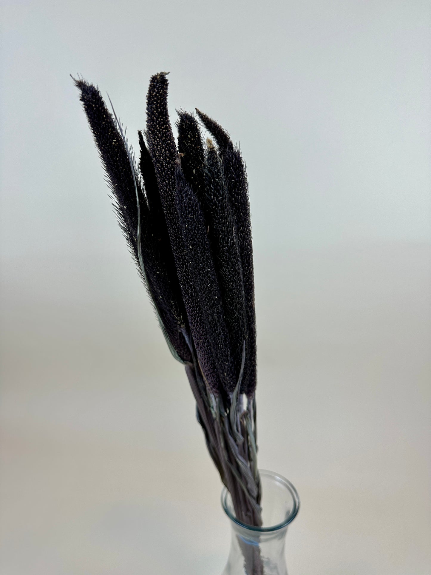 Dried Purple Majesty Millet (6 Stem)