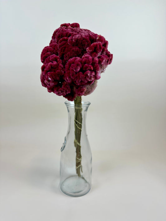 Dried Coxcomb (Celosia) – Burgundy