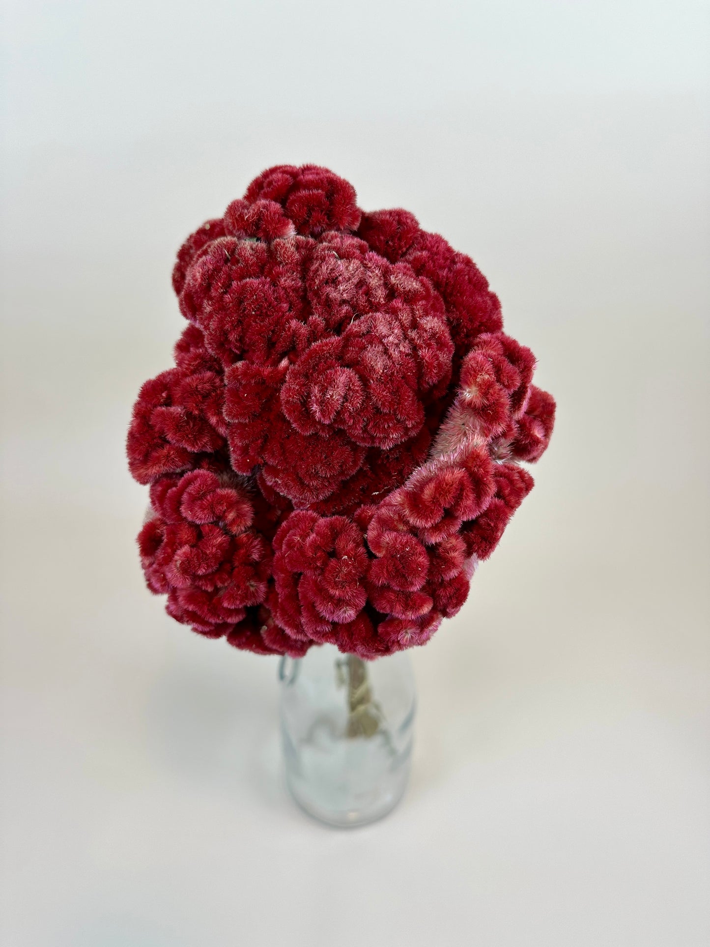 Dried Coxcomb (Celosia) – Burgundy