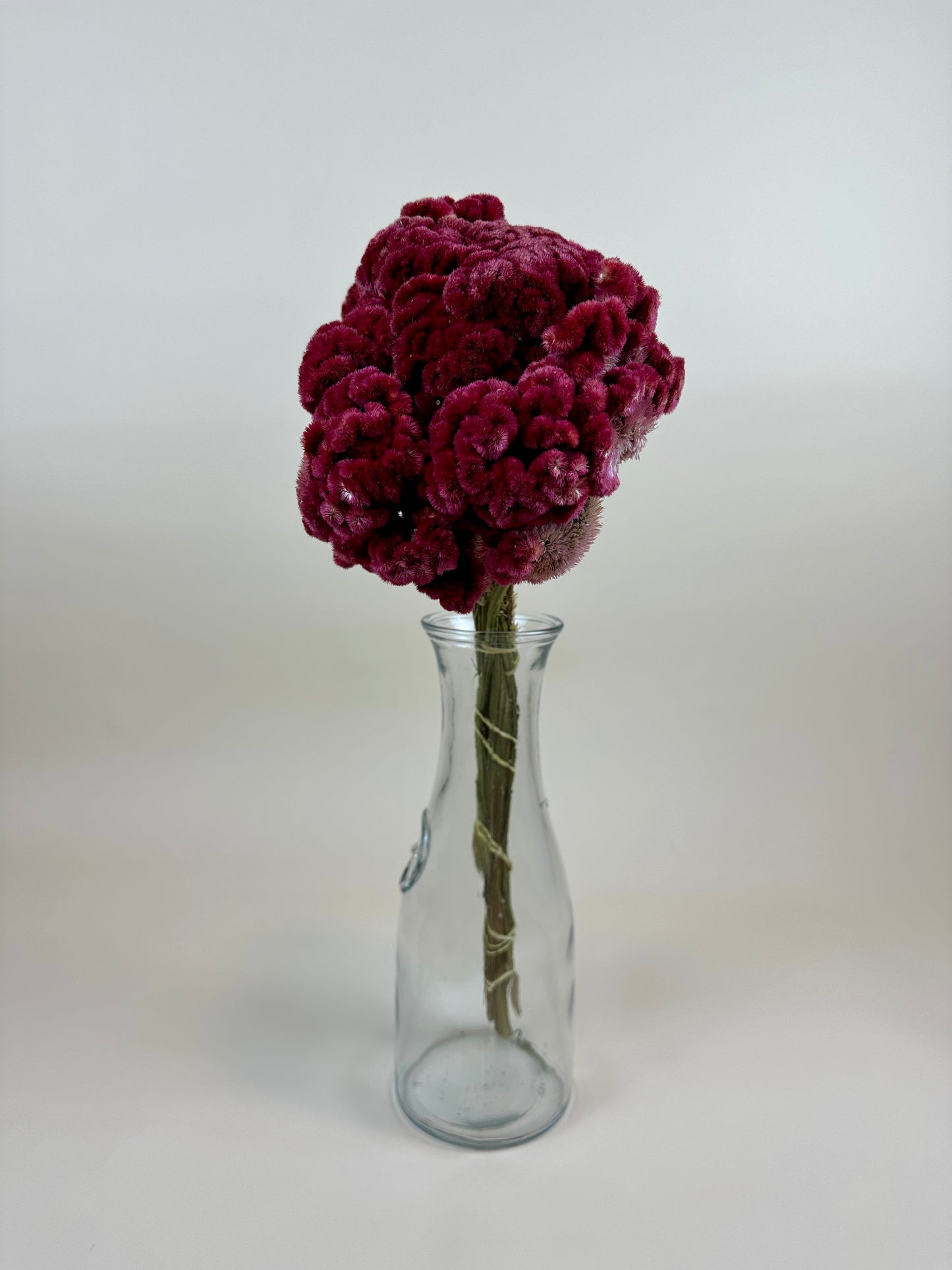 Dried Coxcomb (Celosia) – Burgundy