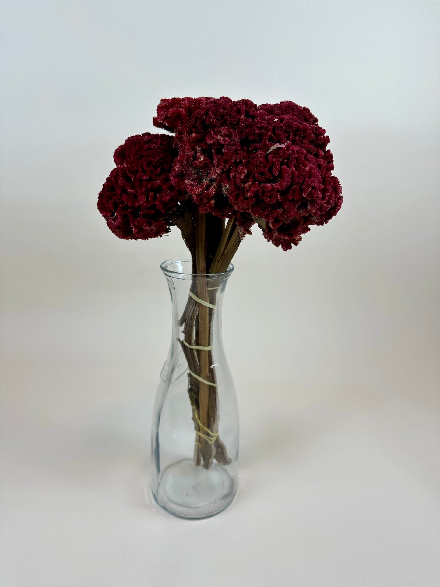 Dried Coxcomb (Celosia) – Red