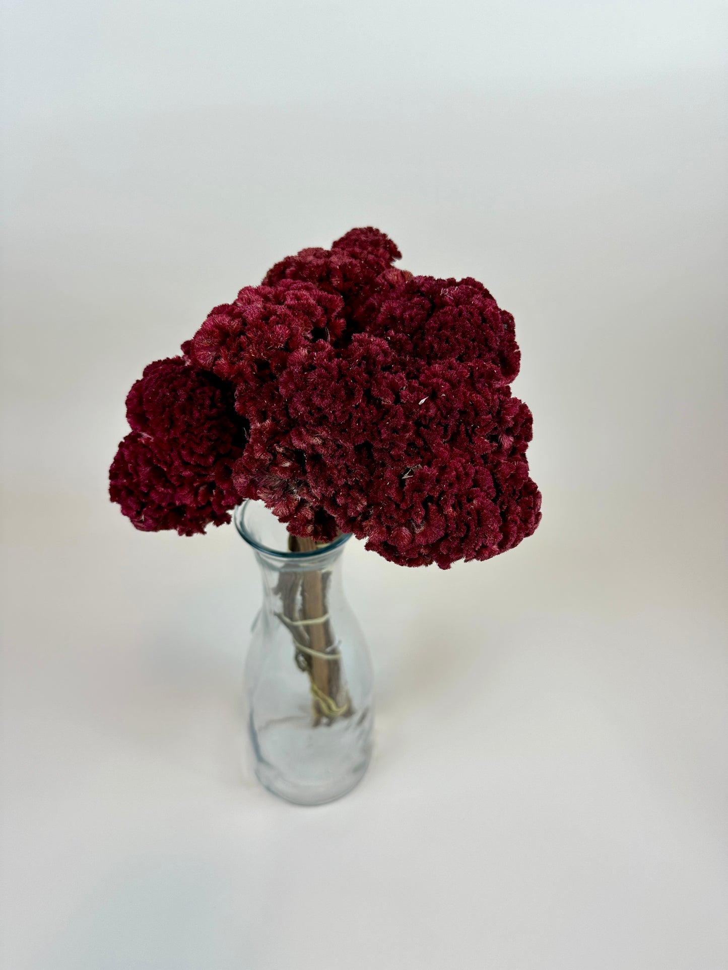 Dried Coxcomb (Celosia) – Red