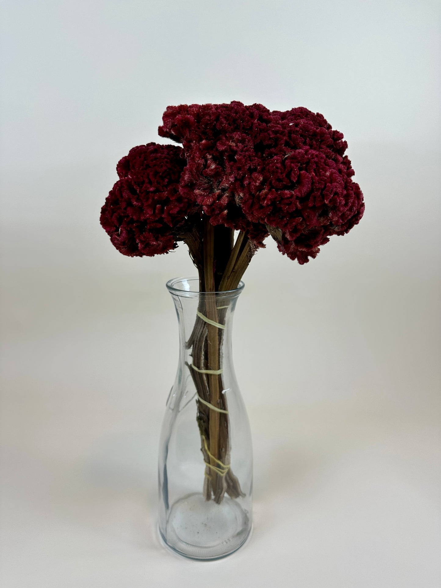 Dried Coxcomb (Celosia) – Red