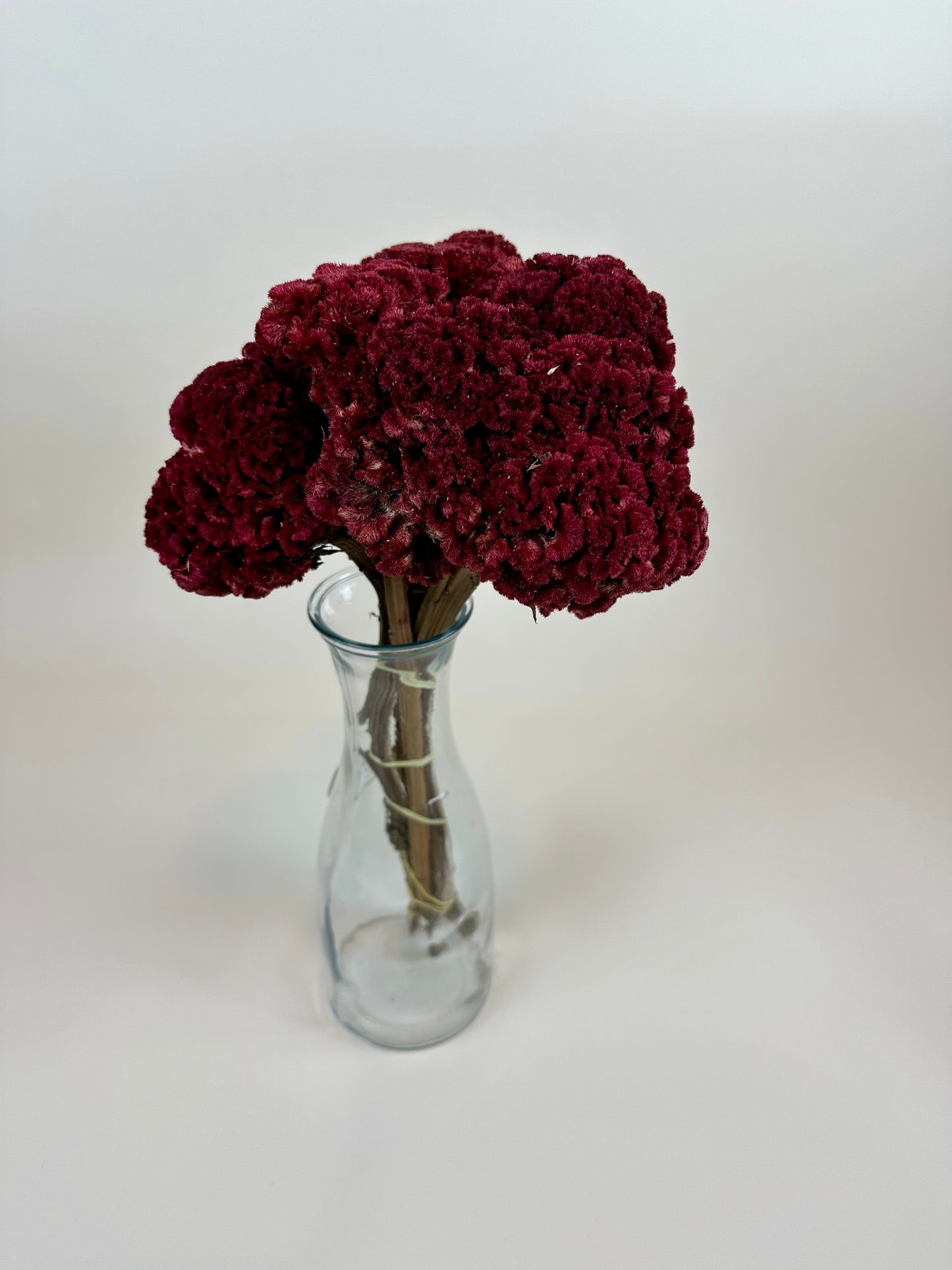 Dried Coxcomb (Celosia) – Red