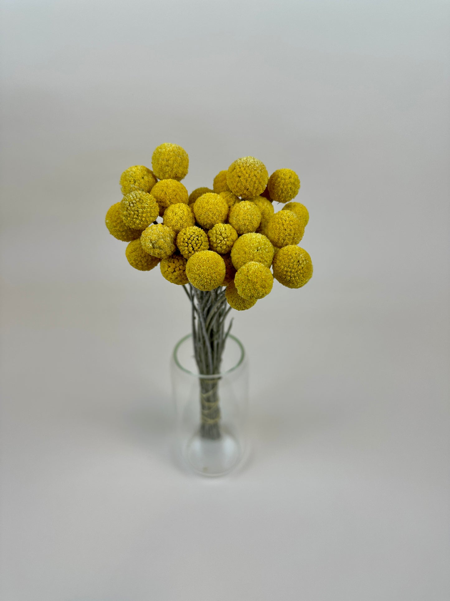 Dried Craspedia (Drumstick Flower)