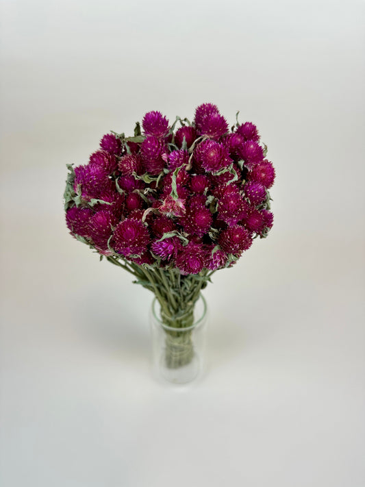 Dried Globe Amaranth (Hot Pink)