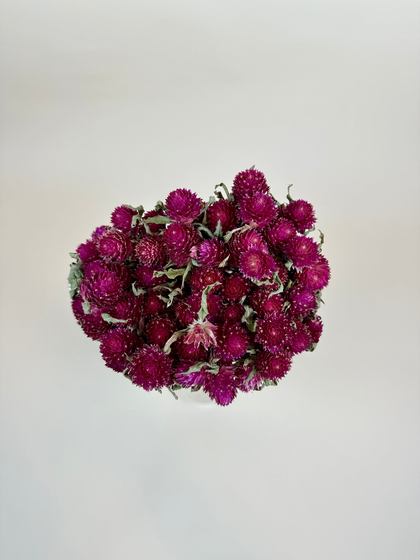 Dried Globe Amaranth (Hot Pink)