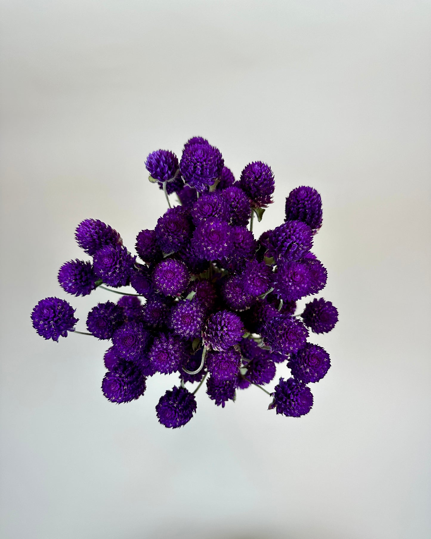 Dried Globe Amaranth (Purple)