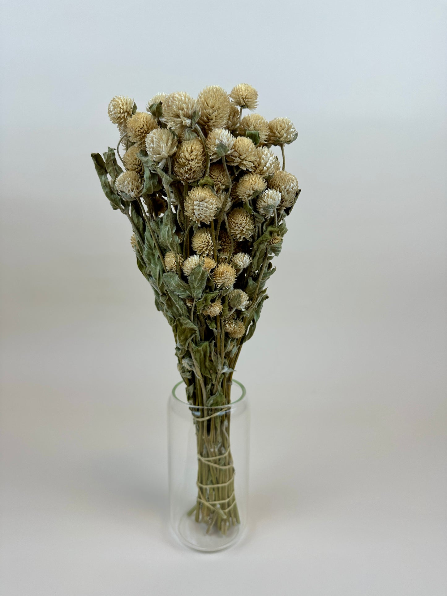 Dried Globe Amaranth (Cream)