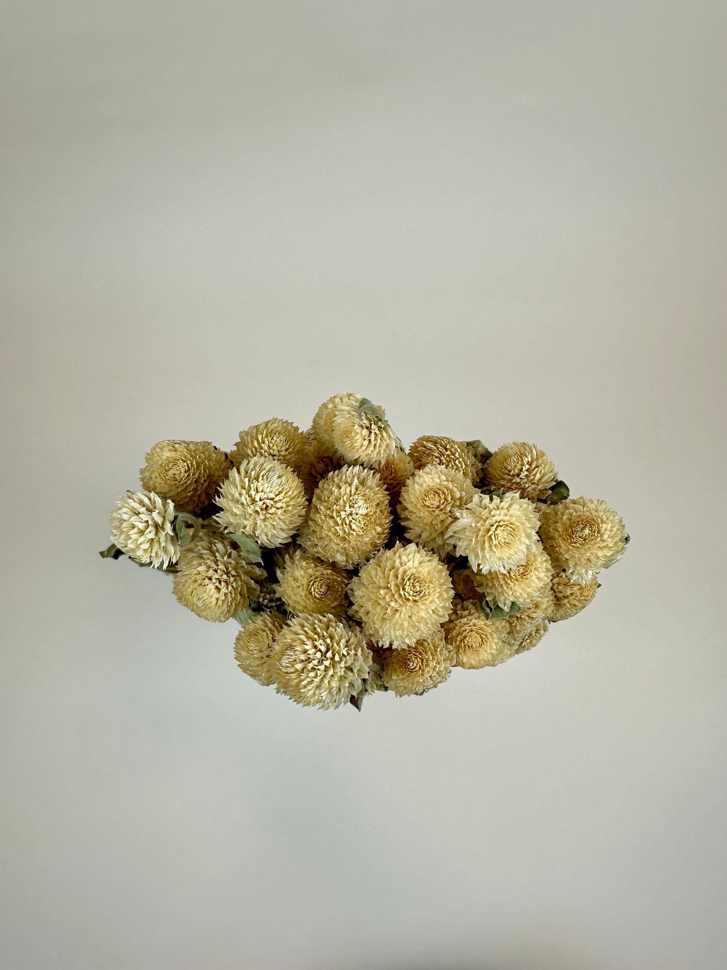 Dried Globe Amaranth (Cream)