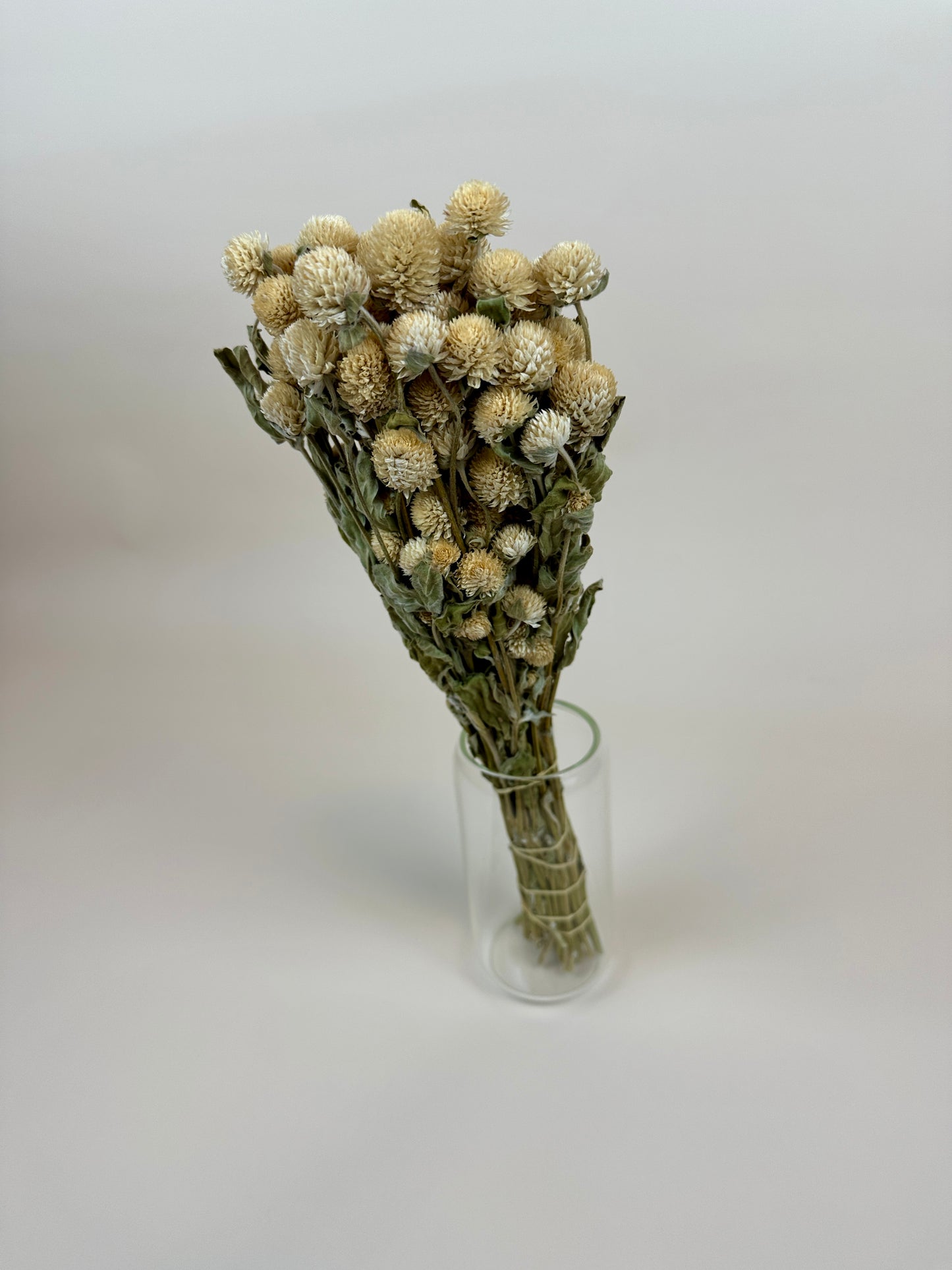 Dried Globe Amaranth (Cream)