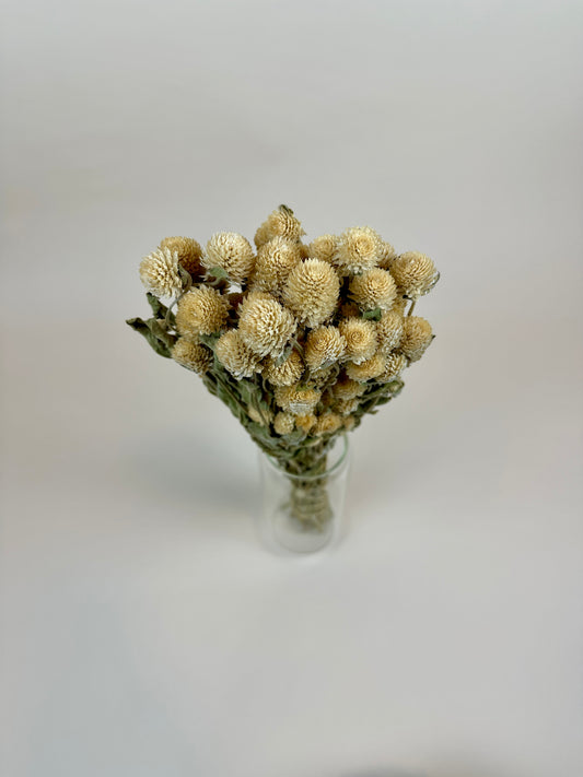 Dried Globe Amaranth (Cream)