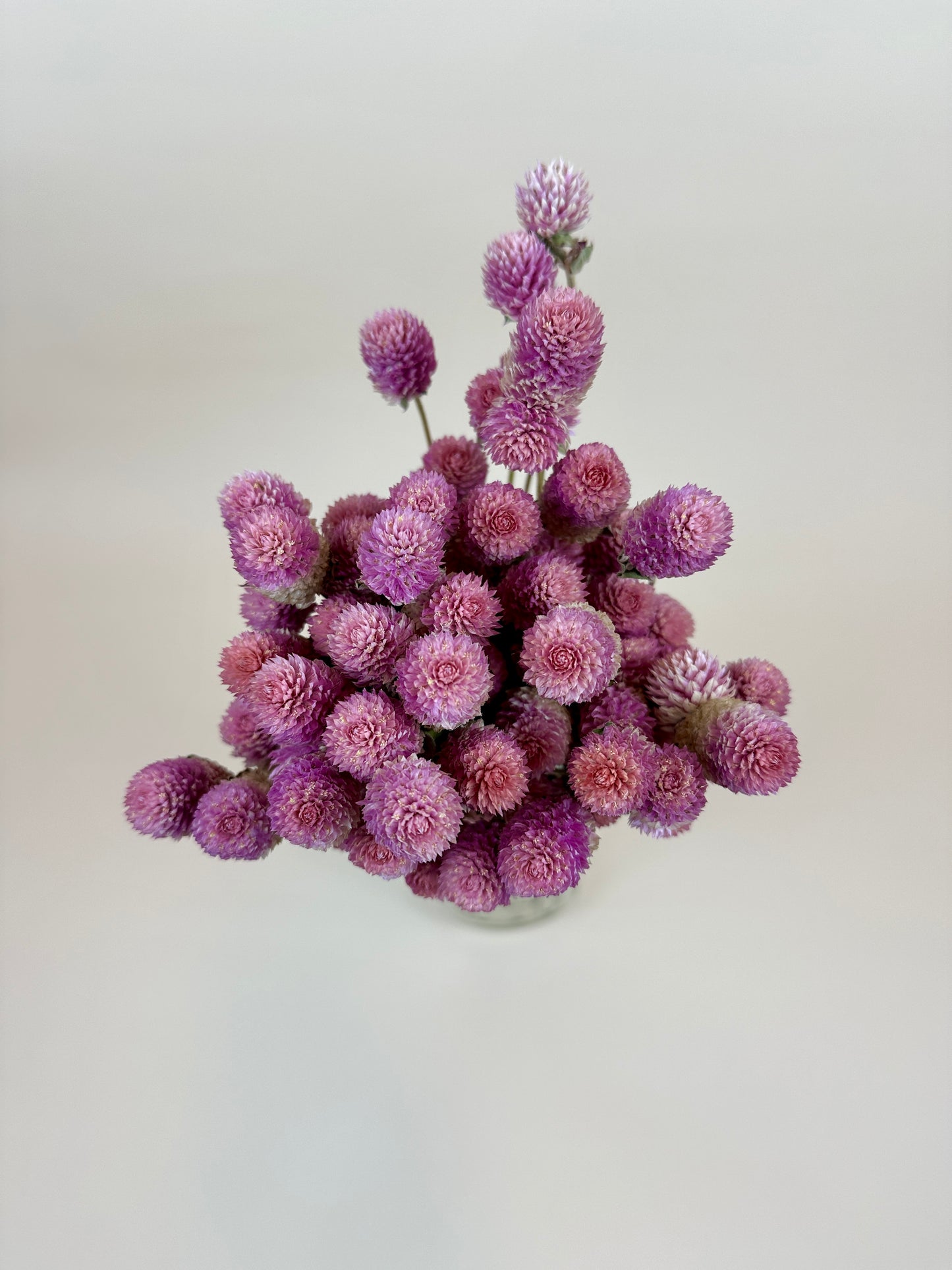 Dried Globe Amaranth  (Rose Pink)