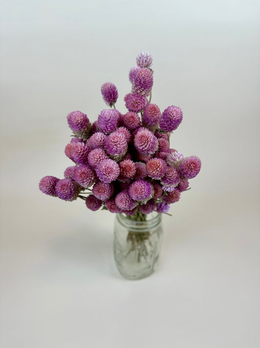 Dried Globe Amaranth  (Rose Pink)