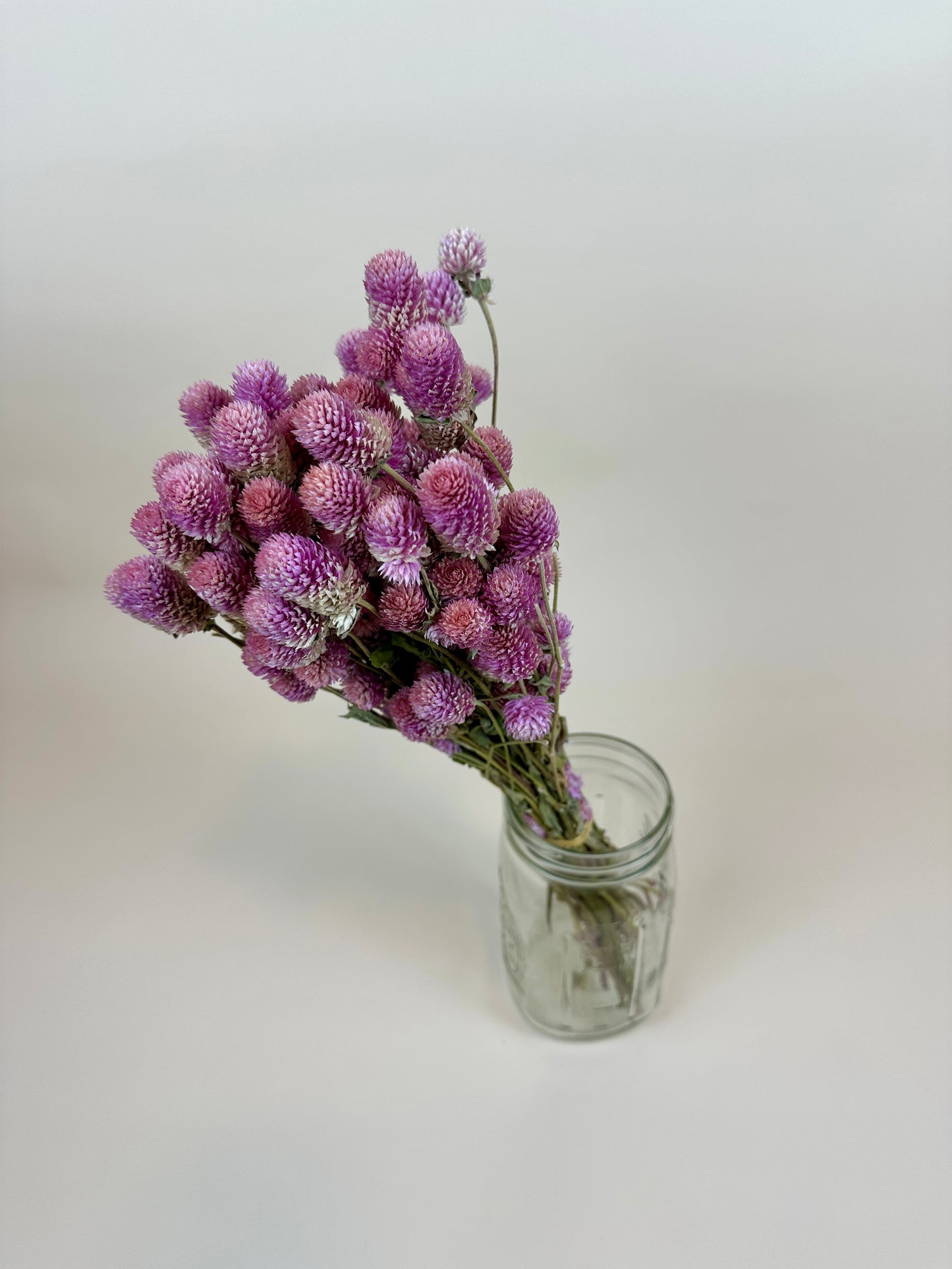 Dried Globe Amaranth  (Rose Pink)