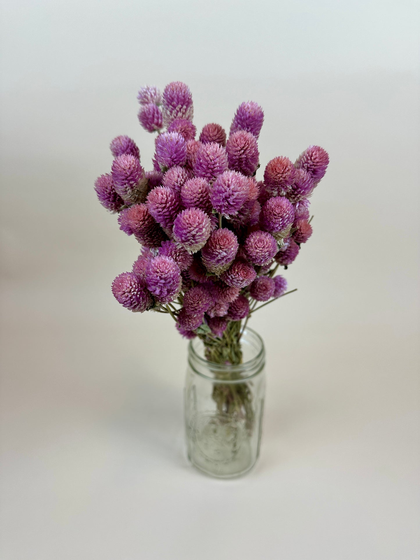 Dried Globe Amaranth  (Rose Pink)