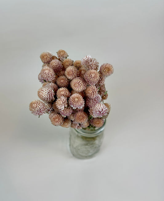 Dried Globe Amaranth (Blush Pink)