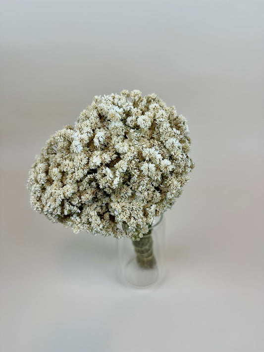 Dried Achillea of Pearl