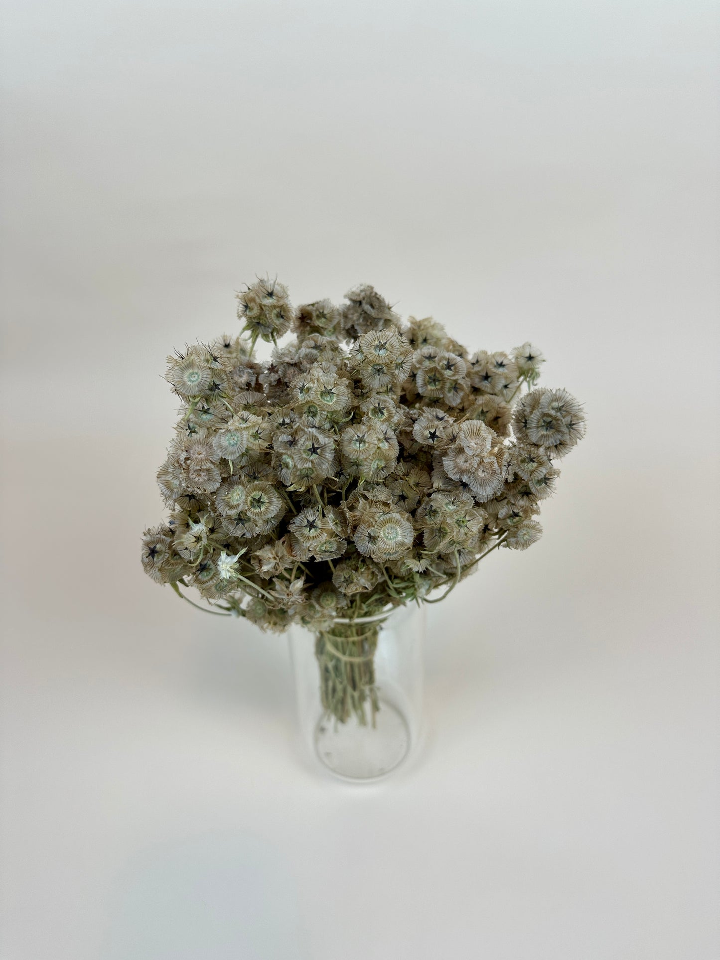 Dried Scabiosa (Round Pods)