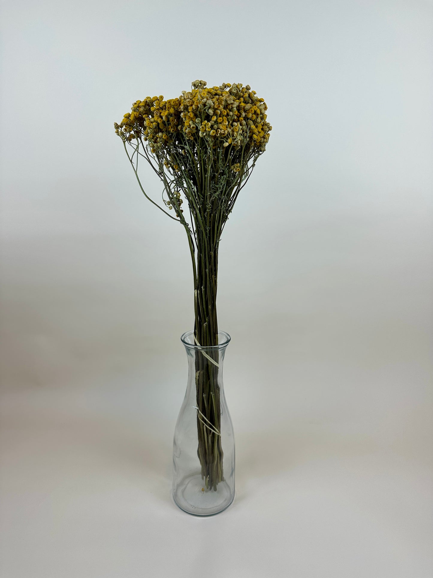 Dried Tansy