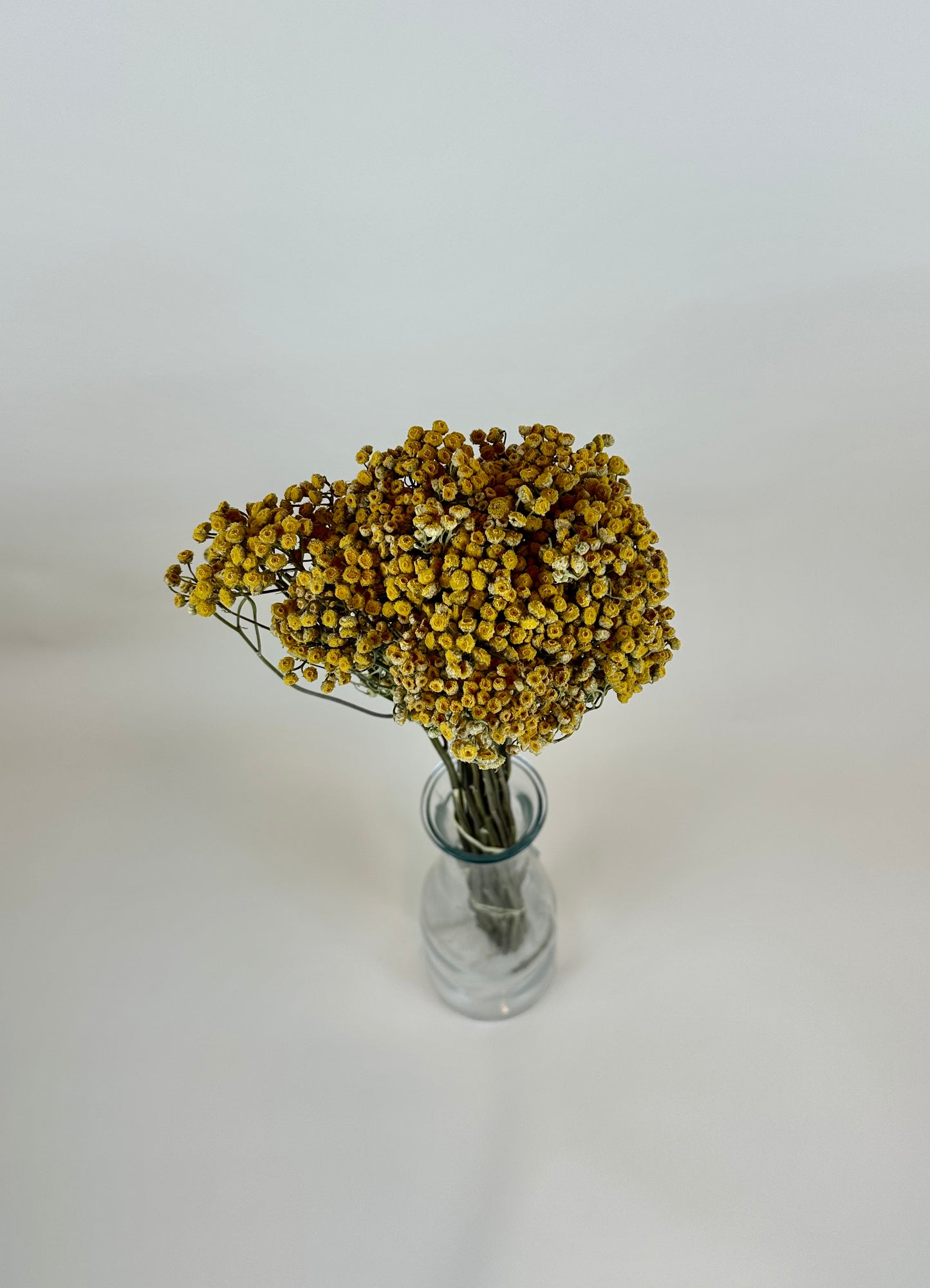 Dried Tansy