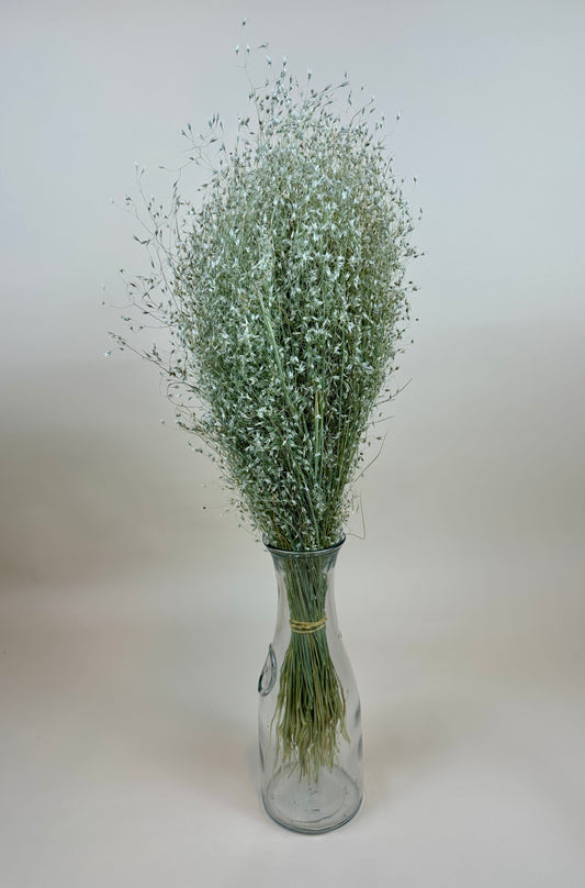 Dried Indian Rice Grass