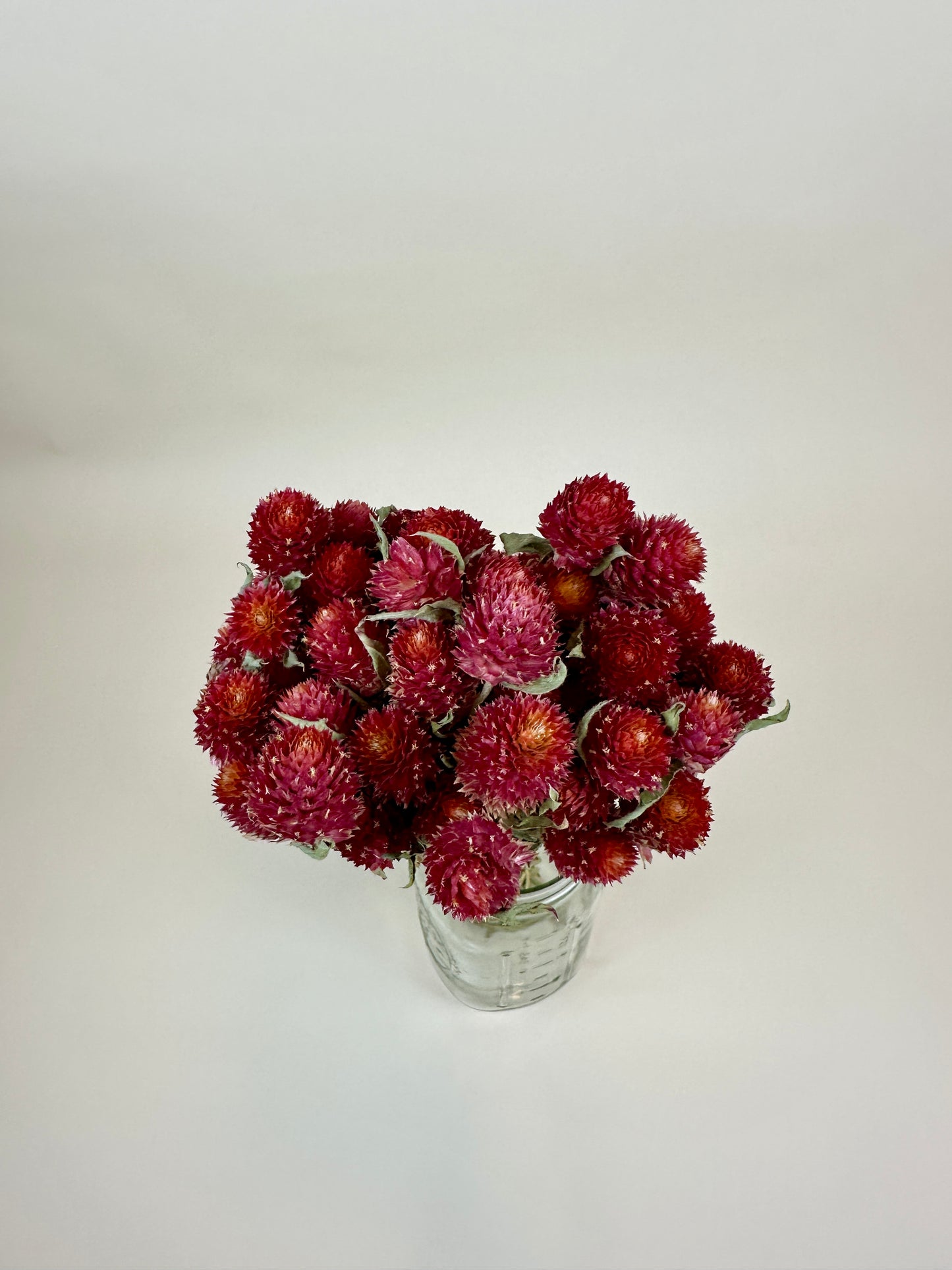 Dried Globe Amaranth (Red)